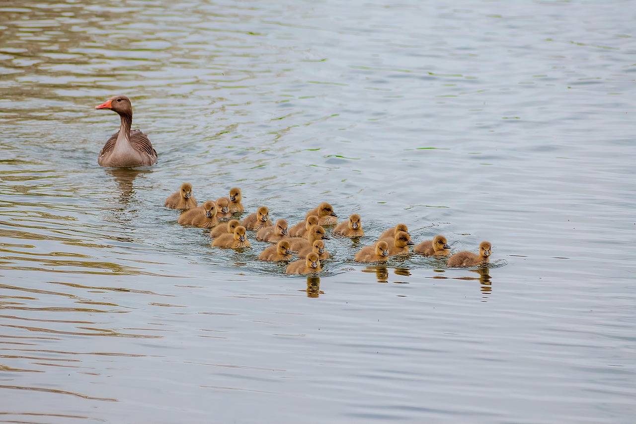 Meditatiedag Heel je familie