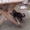 Reïncarnatie en onze kat Jonathan